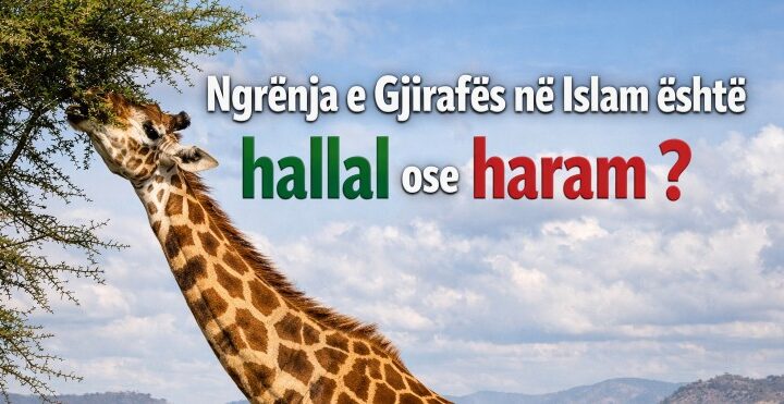 Ngrënja e Gjirafës në Islam është hallal ose haram ?