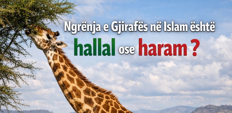 Ngrënja e Gjirafës në Islam është hallal ose haram ?