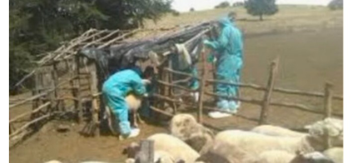 Raste të reja me linë e deleve! Asgjësohen kafshët e infektuara