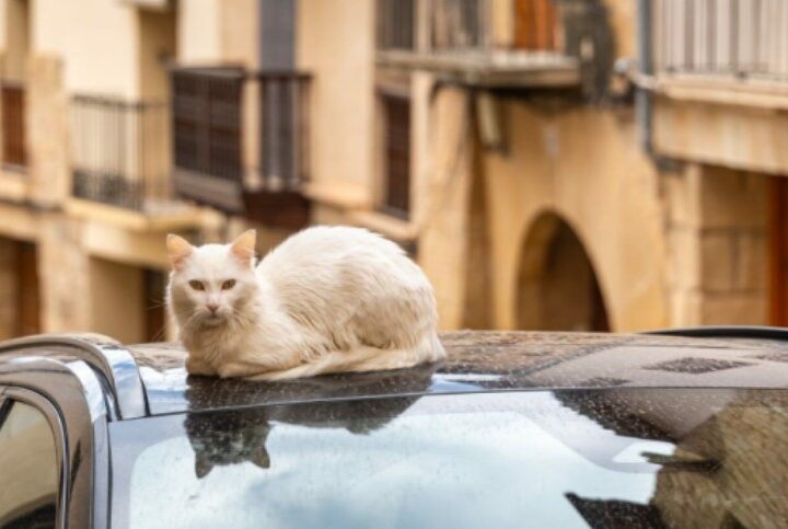 Kjo është arsyet pse i shohim macet shpesh të ulura mbi makina ?