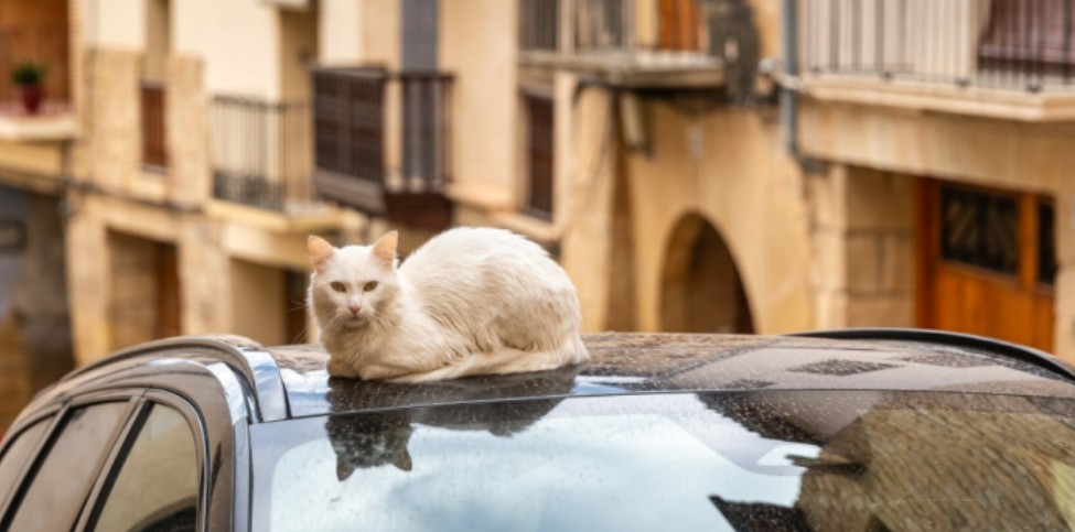 Kjo është arsyet pse i shohim macet shpesh të ulura mbi makina ?