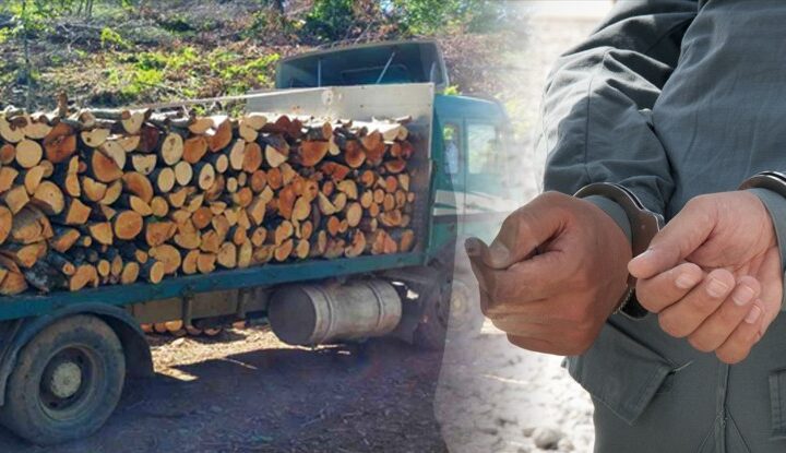 Kërçovë: Kallëzim penal kundër tre personave për vjedhje dru?