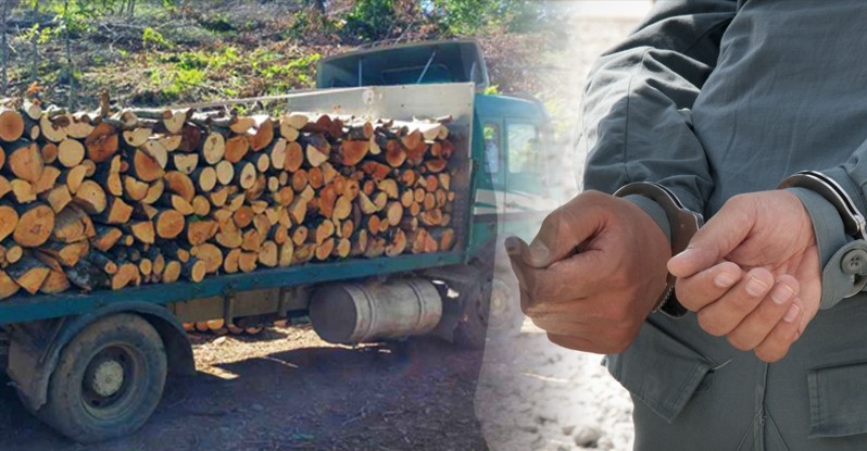 Kërçovë: Kallëzim penal kundër tre personave për vjedhje dru?