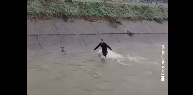 Veprim heroik. I riu hyri në lum për të shpetuar kaprollin (VIDEO)