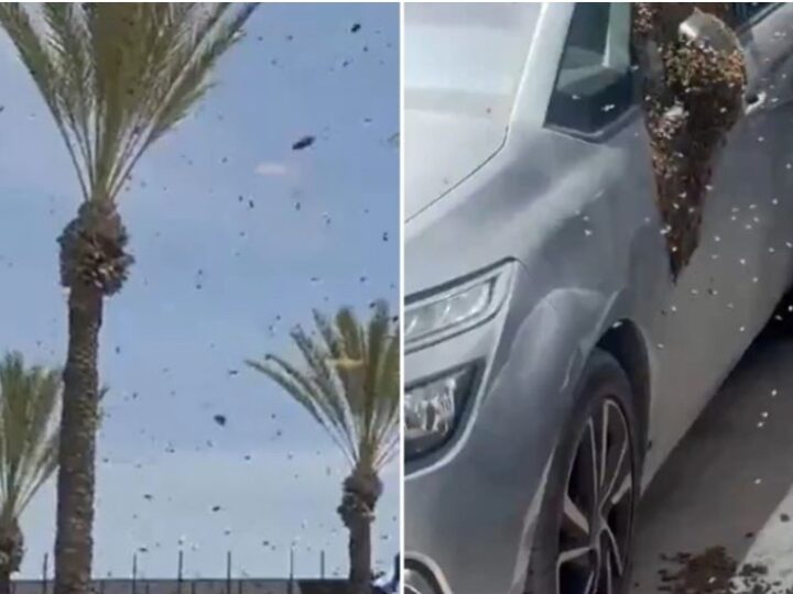 Një tufë e madhe bletësh “pushton” një qytet në Izrael! (VIDEO)