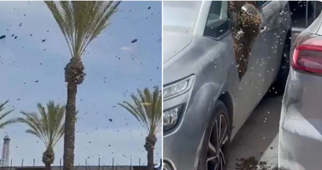 Një tufë e madhe bletësh “pushton” një qytet në Izrael! (VIDEO)