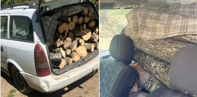 Arrestohet një vjedhës i druve !?