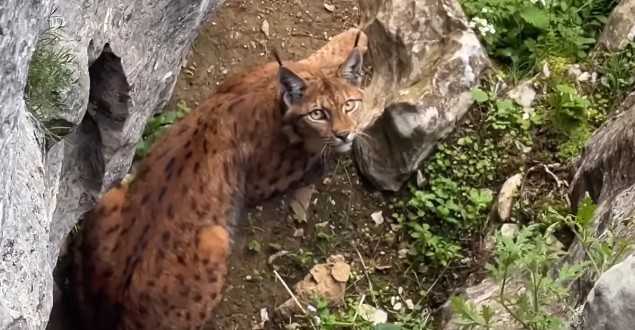 Pamje mahnitëse nga malet e Kërçovës (VIDEO)