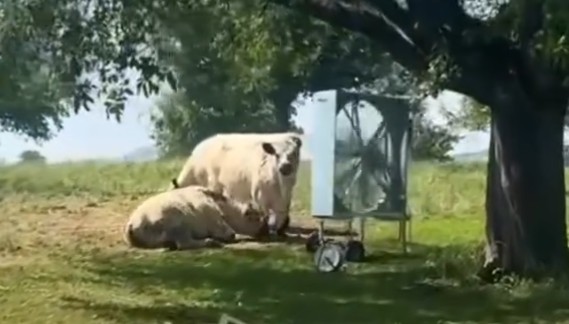Temperaturat e larta Zvicra kujdeset edhe për Lopët! (VIDEO)