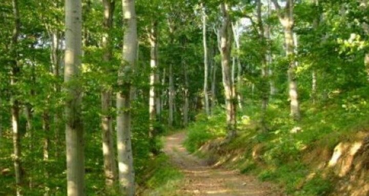 Gjoba nga 1.500 deri në 2.000 euro! Ndalohet lëvizja nëpër pyje nga 1 korriku deri më 31 gusht