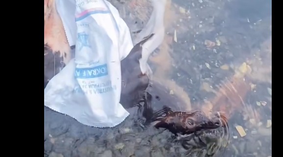 Zajaz: Viç i ngordhur gjuhet nga ura në lum ! (VIDEO)