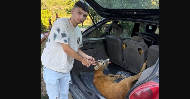 Kaproll i goditur në rrugën drejt Kërçovës: Qytetarët humanë e shpëtuan dhe e dërguan te veterineri