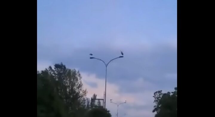 Kërçovë lejlekët “dekorojnë” shtyllat! (VIDEO)
