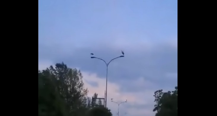 Kërçovë lejlekët “dekorojnë” shtyllat! (VIDEO)